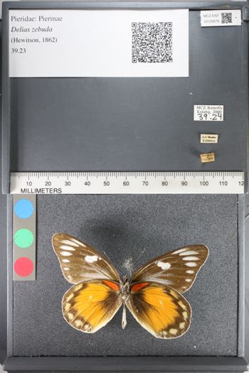 Media type: image;   Entomology 129579